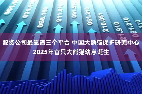 配资公司最靠谱三个平台 中国大熊猫保护研究中心2025年首只大熊猫幼崽诞生